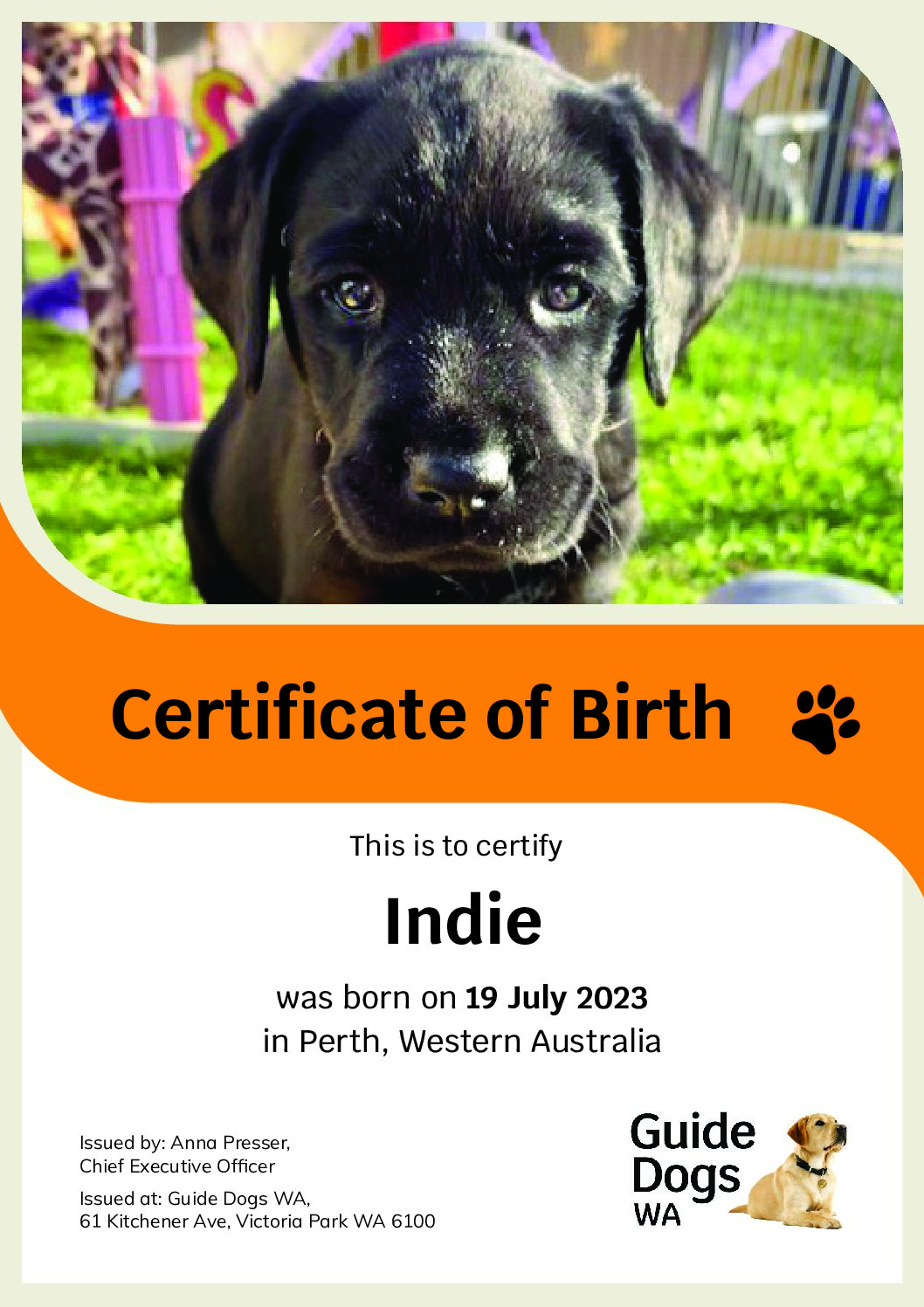 Introducing Indie – Guide Dogs WA